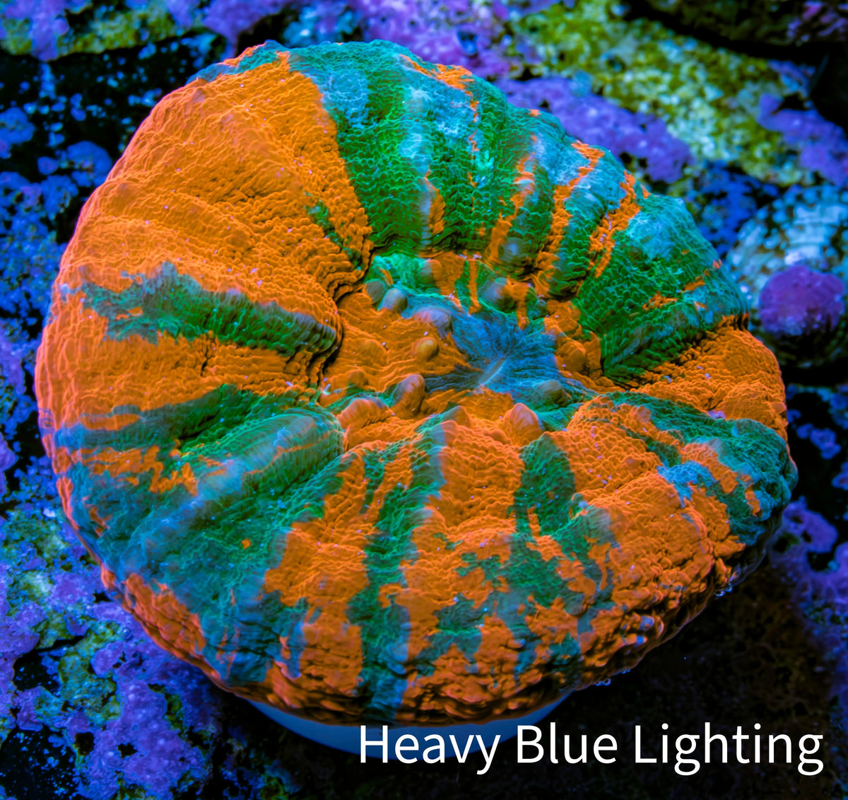 Ultra Orange Green Teal War Paint Scoly Coral WYSIWYG 4cm Ultra Orange Green Teal War Paint Scoly Coral WYSIWYG 4cm LPS Ultra Orange Green Teal War Paint Scoly Coral WYSIWYG 4cm Zeo Box Reef
