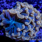 Ultra Orange Hammer Coral WYSIWYG 4cm Ultra Orange Hammer Coral WYSIWYG 4cm Aquarium Decor Ultra Orange Hammer Coral WYSIWYG 4cm Zeo Box Reef