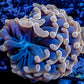 Ultra Orange Hammer Coral WYSIWYG 4cm Ultra Orange Hammer Coral WYSIWYG 4cm Aquarium Decor Ultra Orange Hammer Coral WYSIWYG 4cm Zeo Box Reef