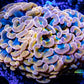 Ultra Orange Hammer Coral WYSIWYG 6cm Ultra Orange Hammer Coral WYSIWYG 6cm Aquarium Decor Ultra Orange Hammer Coral WYSIWYG 6cm Zeo Box Reef