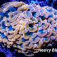 Ultra Orange Hammer Coral WYSIWYG 6cm Ultra Orange Hammer Coral WYSIWYG 6cm Aquarium Decor Ultra Orange Hammer Coral WYSIWYG 6cm Zeo Box Reef