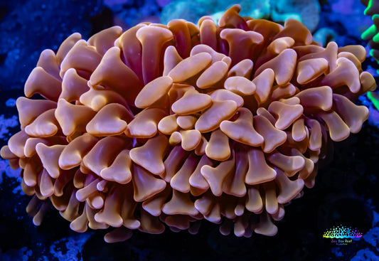 Ultra Orange Hammer Coral WYSIWYG 8cm A2R6B1 Ultra Orange Hammer Coral WYSIWYG 8cm A2R6B1 Aquarium Decor Ultra Orange Hammer Coral WYSIWYG 8cm A2R6B1 Zeo Box Reef