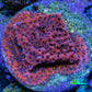 Ultra Orange Pink Blue Mystic Sunset Monti Frag WYSIWYG Ultra Orange Pink Blue Mystic Sunset Monti Frag WYSIWYG SPS Ultra Orange Pink Blue Mystic Sunset Monti Frag WYSIWYG Zeo Box Reef
