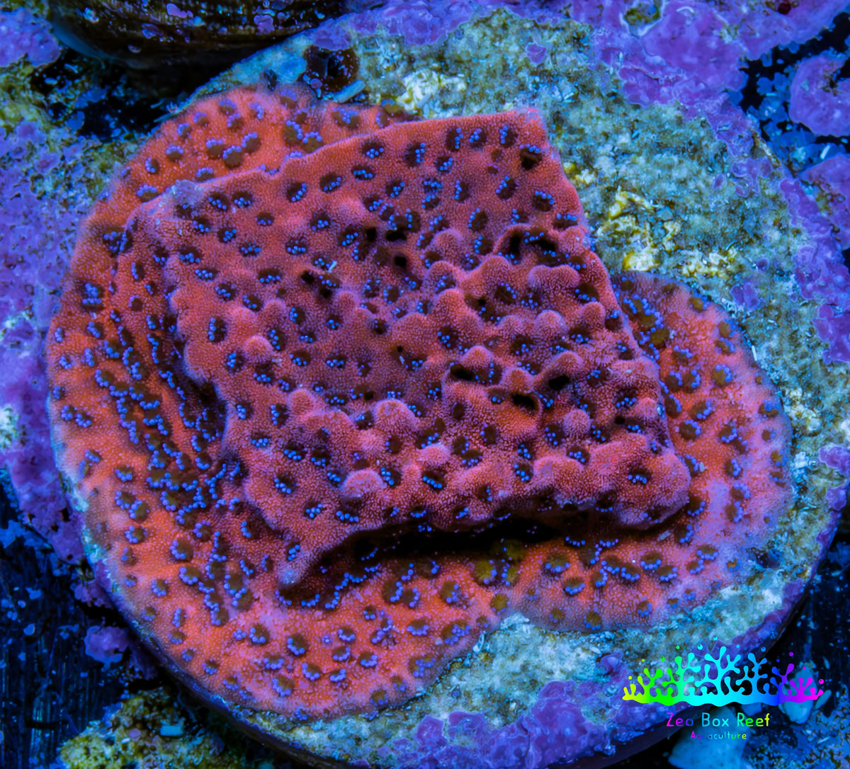 Ultra Orange Pink Blue Mystic Sunset Monti Frag WYSIWYG Ultra Orange Pink Blue Mystic Sunset Monti Frag WYSIWYG SPS Ultra Orange Pink Blue Mystic Sunset Monti Frag WYSIWYG Zeo Box Reef