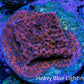 Ultra Orange Pink Blue Mystic Sunset Monti Frag WYSIWYG Ultra Orange Pink Blue Mystic Sunset Monti Frag WYSIWYG SPS Ultra Orange Pink Blue Mystic Sunset Monti Frag WYSIWYG Zeo Box Reef
