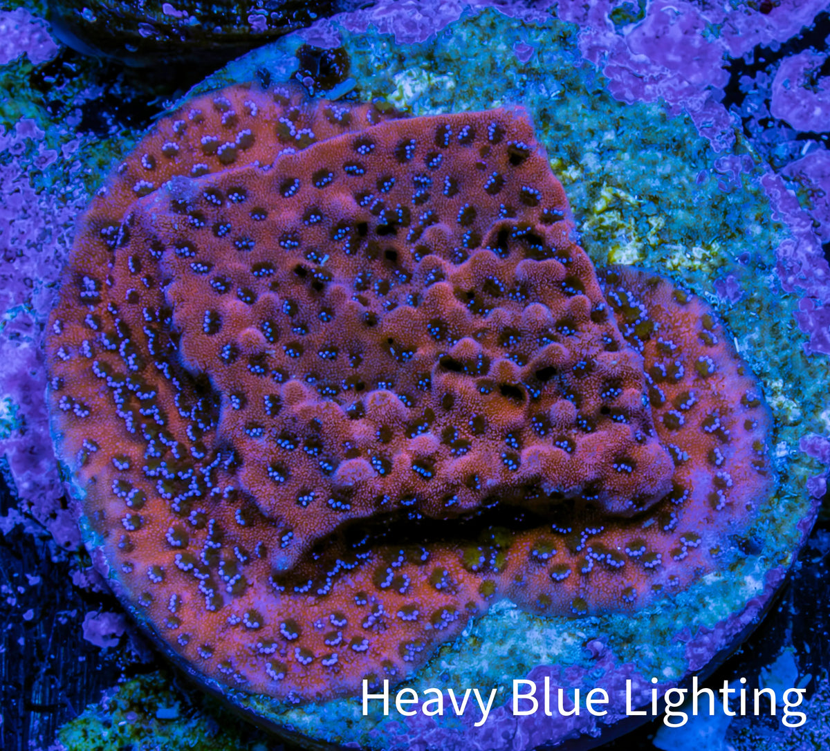 Ultra Orange Pink Blue Mystic Sunset Monti Frag WYSIWYG Ultra Orange Pink Blue Mystic Sunset Monti Frag WYSIWYG SPS Ultra Orange Pink Blue Mystic Sunset Monti Frag WYSIWYG Zeo Box Reef