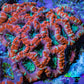 Ultra Orange Purple Teal Acan Coral 7cm WYSIWYG A11R3B2 Ultra Orange Purple Teal Acan Coral 7cm WYSIWYG A11R3B2 LPS Ultra Orange Purple Teal Acan Coral 7cm WYSIWYG A11R3B2 Zeo Box Reef