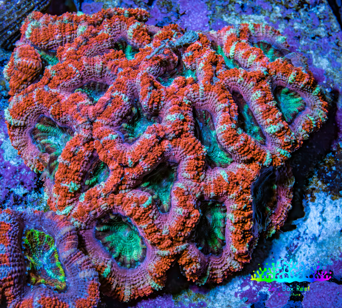 Ultra Orange Purple Teal Acan Coral 7cm WYSIWYG A11R3B2 Ultra Orange Purple Teal Acan Coral 7cm WYSIWYG A11R3B2 LPS Ultra Orange Purple Teal Acan Coral 7cm WYSIWYG A11R3B2 Zeo Box Reef
