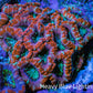 Ultra Orange Purple Teal Acan Coral 7cm WYSIWYG A11R3B2 Ultra Orange Purple Teal Acan Coral 7cm WYSIWYG A11R3B2 LPS Ultra Orange Purple Teal Acan Coral 7cm WYSIWYG A11R3B2 Zeo Box Reef