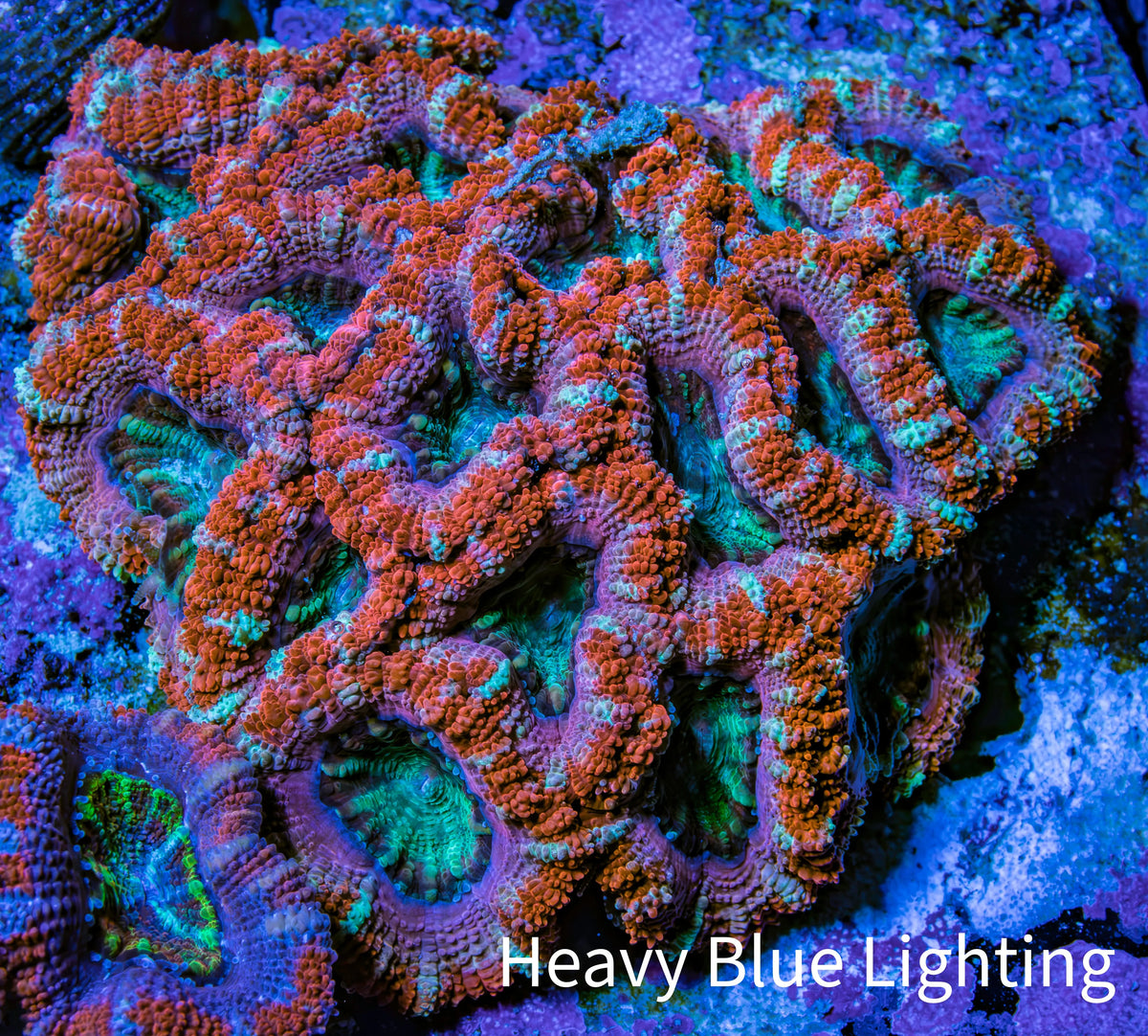 Ultra Orange Purple Teal Acan Coral 7cm WYSIWYG A11R3B2 Ultra Orange Purple Teal Acan Coral 7cm WYSIWYG A11R3B2 LPS Ultra Orange Purple Teal Acan Coral 7cm WYSIWYG A11R3B2 Zeo Box Reef