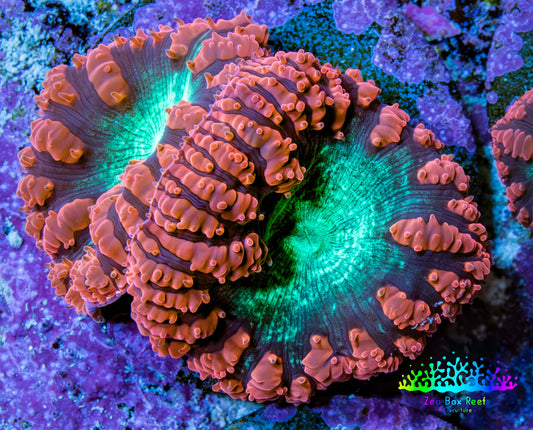 Ultra Orange-Red, Purple & Green Blastomussa Coral Frag, WYSIWYG Ultra Orange-Red, Purple & Green Blastomussa Coral Frag, WYSIWYG LPS Ultra Orange-Red, Purple & Green Blastomussa Coral Frag, WYSIWYG Zeo Box Reef