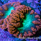 Ultra Orange-Red, Purple & Green Blastomussa Coral Frag, WYSIWYG Ultra Orange-Red, Purple & Green Blastomussa Coral Frag, WYSIWYG LPS Ultra Orange-Red, Purple & Green Blastomussa Coral Frag, WYSIWYG Zeo Box Reef