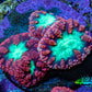 Ultra Orange-Red, Purple & Green Blastomussa Coral Frag, WYSIWYG Ultra Orange-Red, Purple & Green Blastomussa Coral Frag, WYSIWYG LPS Ultra Orange-Red, Purple & Green Blastomussa Coral Frag, WYSIWYG Zeo Box Reef