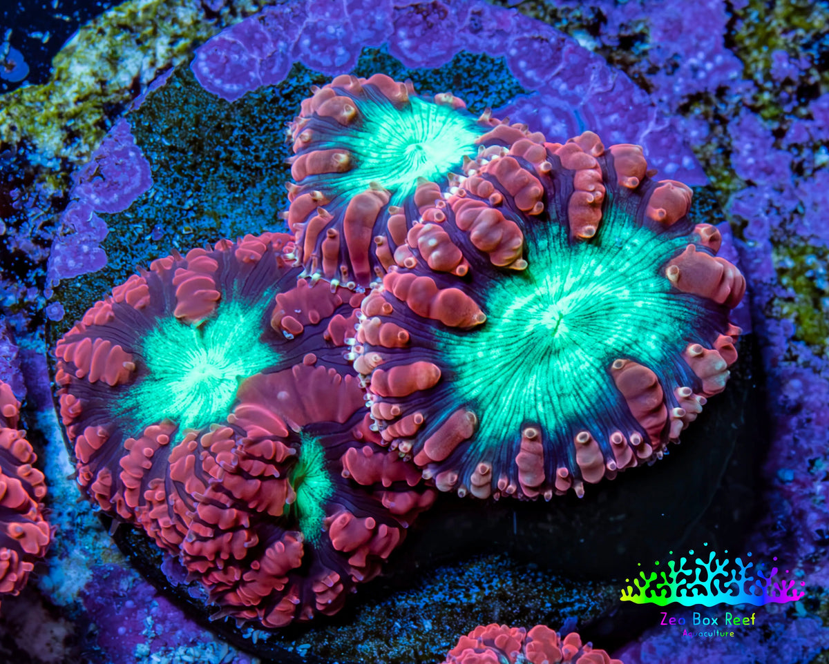 Ultra Orange-Red, Purple & Green Blastomussa Coral Frag, WYSIWYG Ultra Orange-Red, Purple & Green Blastomussa Coral Frag, WYSIWYG LPS Ultra Orange-Red, Purple & Green Blastomussa Coral Frag, WYSIWYG Zeo Box Reef