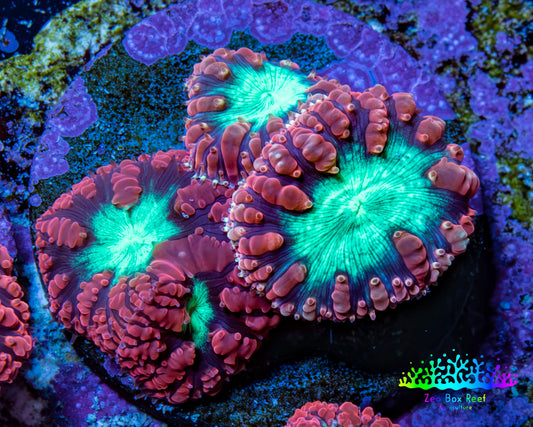 Ultra Orange-Red, Purple & Green Blastomussa Coral Frag, WYSIWYG Ultra Orange-Red, Purple & Green Blastomussa Coral Frag, WYSIWYG LPS Ultra Orange-Red, Purple & Green Blastomussa Coral Frag, WYSIWYG Zeo Box Reef
