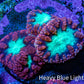 Ultra Orange-Red, Purple & Green Blastomussa Coral Frag, WYSIWYG Ultra Orange-Red, Purple & Green Blastomussa Coral Frag, WYSIWYG LPS Ultra Orange-Red, Purple & Green Blastomussa Coral Frag, WYSIWYG Zeo Box Reef