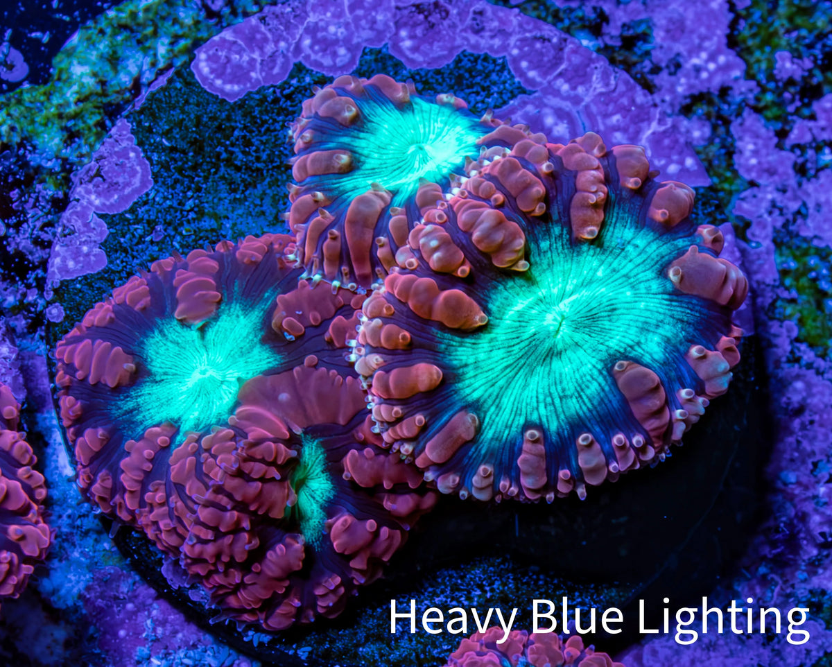 Ultra Orange-Red, Purple & Green Blastomussa Coral Frag, WYSIWYG Ultra Orange-Red, Purple & Green Blastomussa Coral Frag, WYSIWYG LPS Ultra Orange-Red, Purple & Green Blastomussa Coral Frag, WYSIWYG Zeo Box Reef