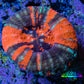 Ultra Orange Teal War Paint Scoly Coral WYSIWYG 4cm Ultra Orange Teal War Paint Scoly Coral WYSIWYG 4cm LPS Ultra Orange Teal War Paint Scoly Coral WYSIWYG 4cm Zeo Box Reef