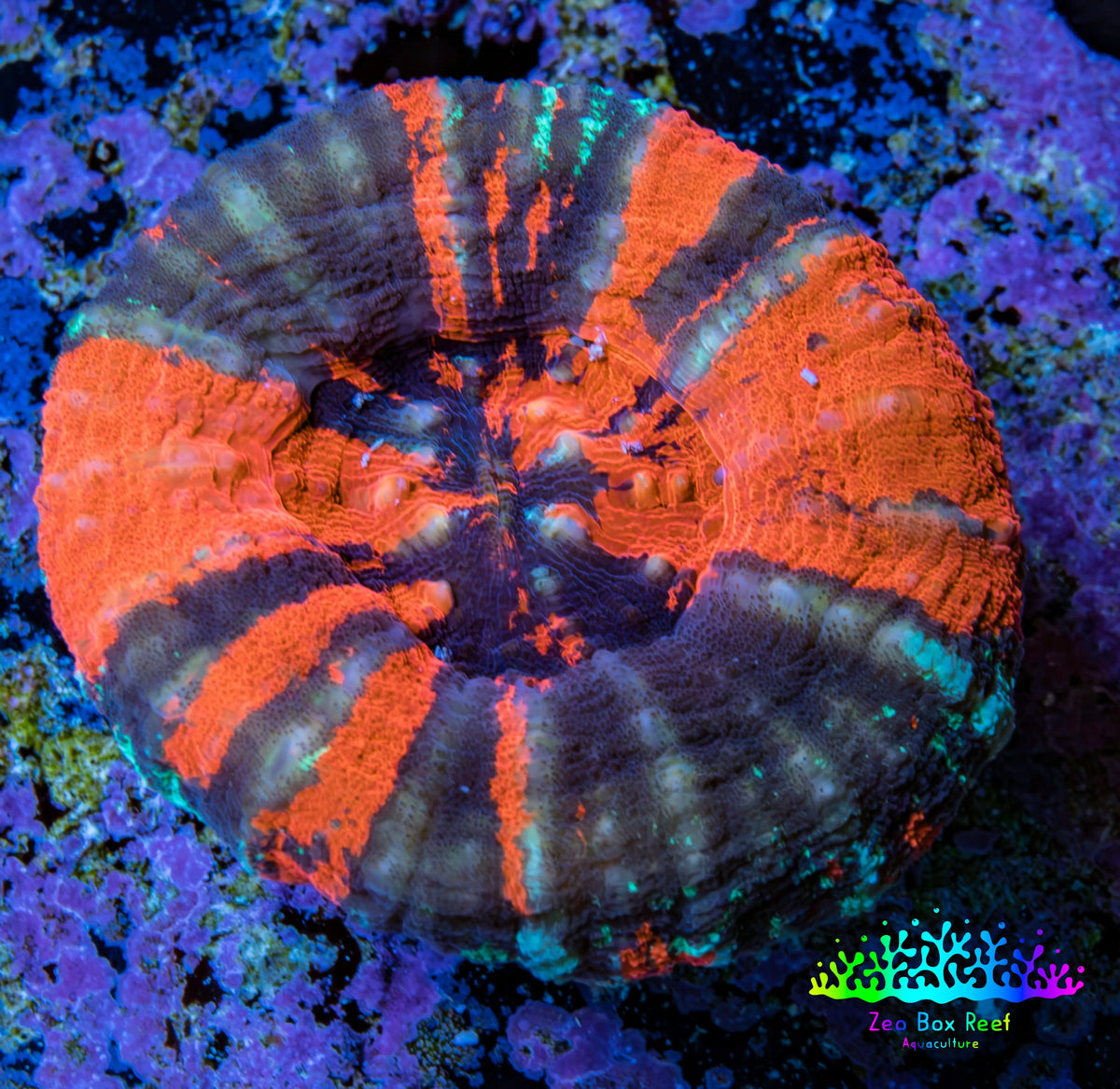 Ultra Orange Teal War Paint Scoly Coral WYSIWYG 4cm Ultra Orange Teal War Paint Scoly Coral WYSIWYG 4cm LPS Ultra Orange Teal War Paint Scoly Coral WYSIWYG 4cm Zeo Box Reef