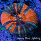 Ultra Orange Teal War Paint Scoly Coral WYSIWYG 4cm Ultra Orange Teal War Paint Scoly Coral WYSIWYG 4cm LPS Ultra Orange Teal War Paint Scoly Coral WYSIWYG 4cm Zeo Box Reef