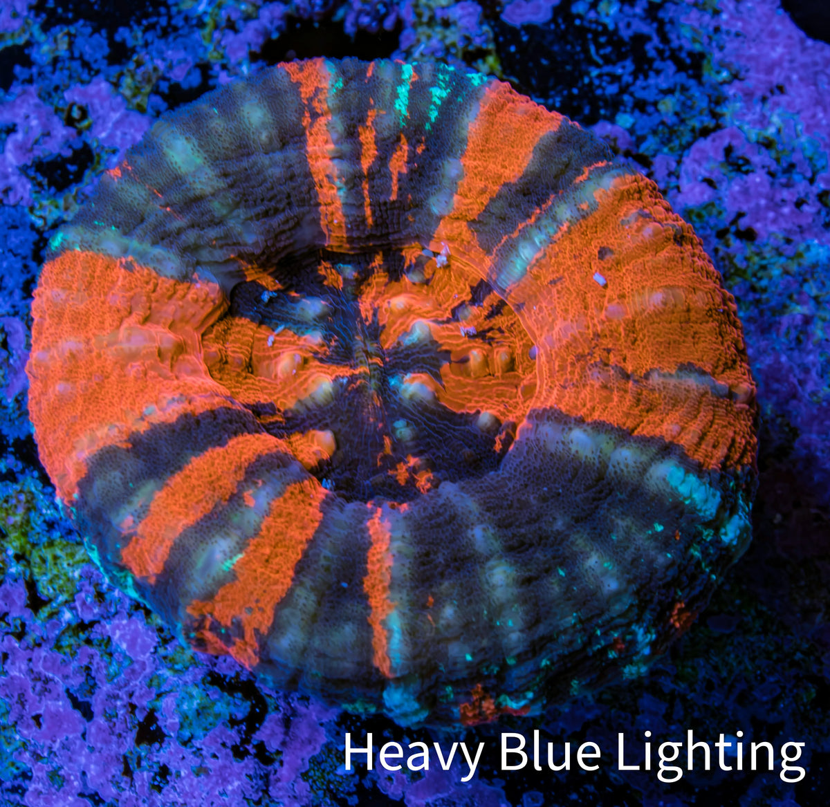 Ultra Orange Teal War Paint Scoly Coral WYSIWYG 4cm Ultra Orange Teal War Paint Scoly Coral WYSIWYG 4cm LPS Ultra Orange Teal War Paint Scoly Coral WYSIWYG 4cm Zeo Box Reef
