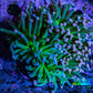 Ultra Orange Tip Torch Coral WYSIWYG 6cm Ultra Orange Tip Torch Coral WYSIWYG 6cm LPS Ultra Orange Tip Torch Coral WYSIWYG 6cm Zeo Box Reef