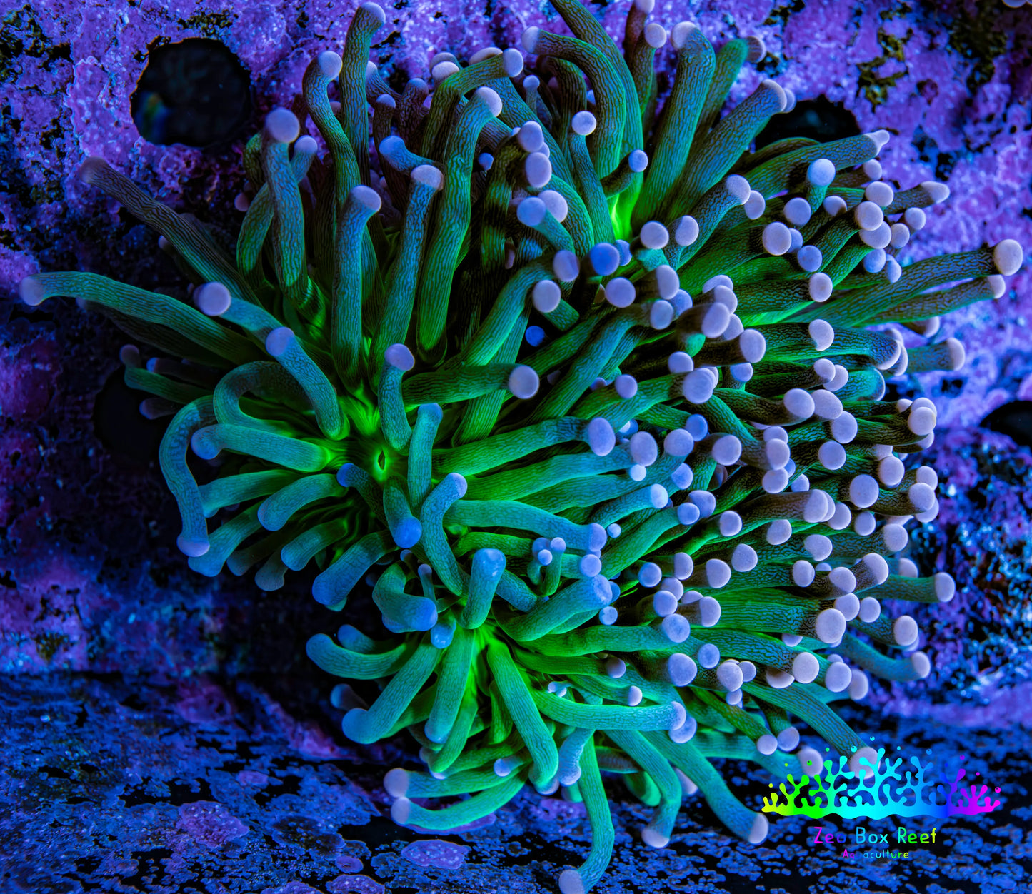 Ultra Orange Tip Torch Coral WYSIWYG 6cm Ultra Orange Tip Torch Coral WYSIWYG 6cm LPS Ultra Orange Tip Torch Coral WYSIWYG 6cm Zeo Box Reef