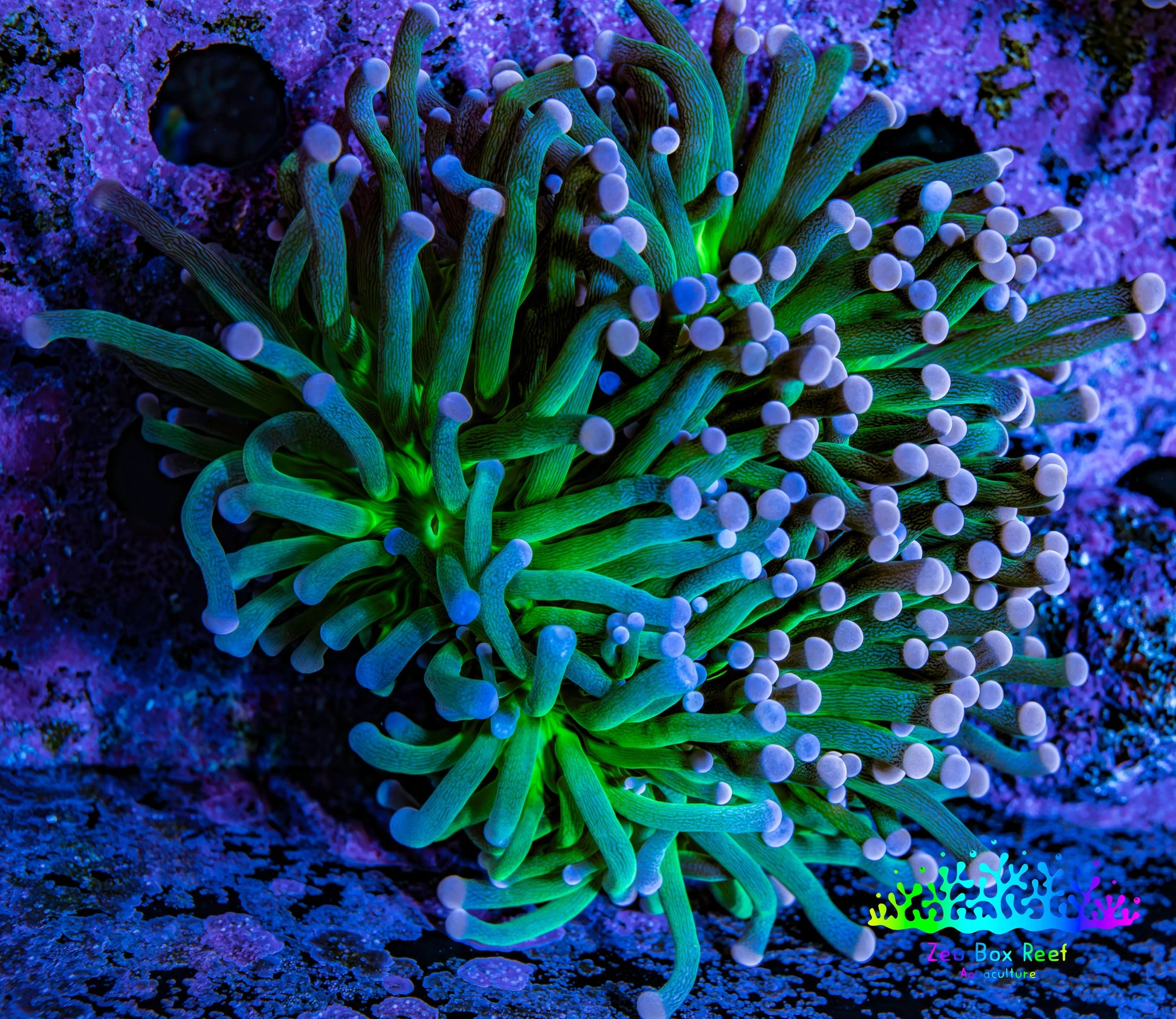 Ultra Orange Tip Torch Coral WYSIWYG 6cm Ultra Orange Tip Torch Coral WYSIWYG 6cm LPS Ultra Orange Tip Torch Coral WYSIWYG 6cm Zeo Box Reef