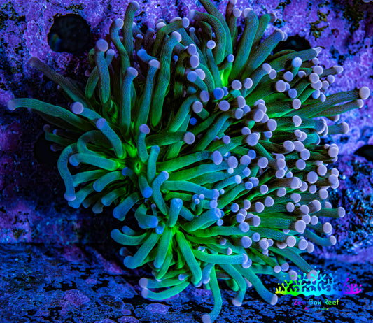 Ultra Orange Tip Torch Coral WYSIWYG 6cm Ultra Orange Tip Torch Coral WYSIWYG 6cm LPS Ultra Orange Tip Torch Coral WYSIWYG 6cm Zeo Box Reef