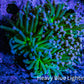 Ultra Orange Tip Torch Coral WYSIWYG 6cm Ultra Orange Tip Torch Coral WYSIWYG 6cm LPS Ultra Orange Tip Torch Coral WYSIWYG 6cm Zeo Box Reef