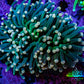 Ultra Orange Tip Torch Coral WYSIWYG 8cm Ultra Orange Tip Torch Coral WYSIWYG 8cm LPS Ultra Orange Tip Torch Coral WYSIWYG 8cm Zeo Box Reef