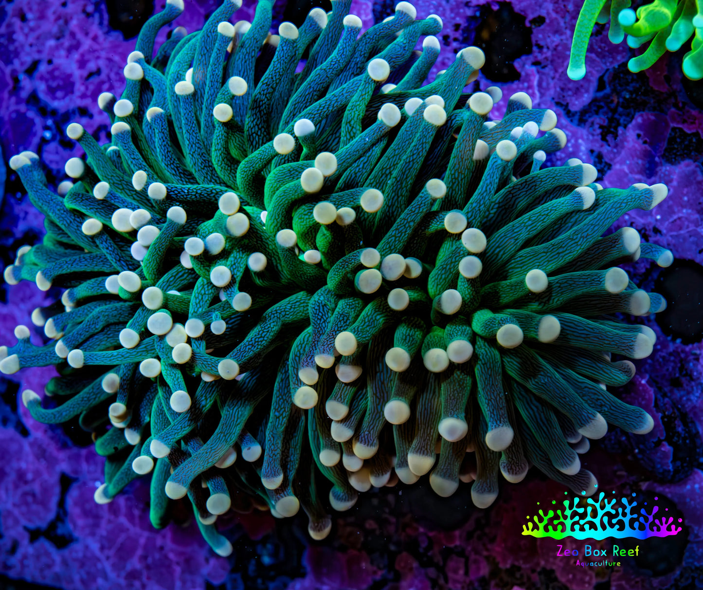 Ultra Orange Tip Torch Coral WYSIWYG 8cm Ultra Orange Tip Torch Coral WYSIWYG 8cm LPS Ultra Orange Tip Torch Coral WYSIWYG 8cm Zeo Box Reef