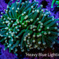 Ultra Orange Tip Torch Coral WYSIWYG 8cm Ultra Orange Tip Torch Coral WYSIWYG 8cm LPS Ultra Orange Tip Torch Coral WYSIWYG 8cm Zeo Box Reef