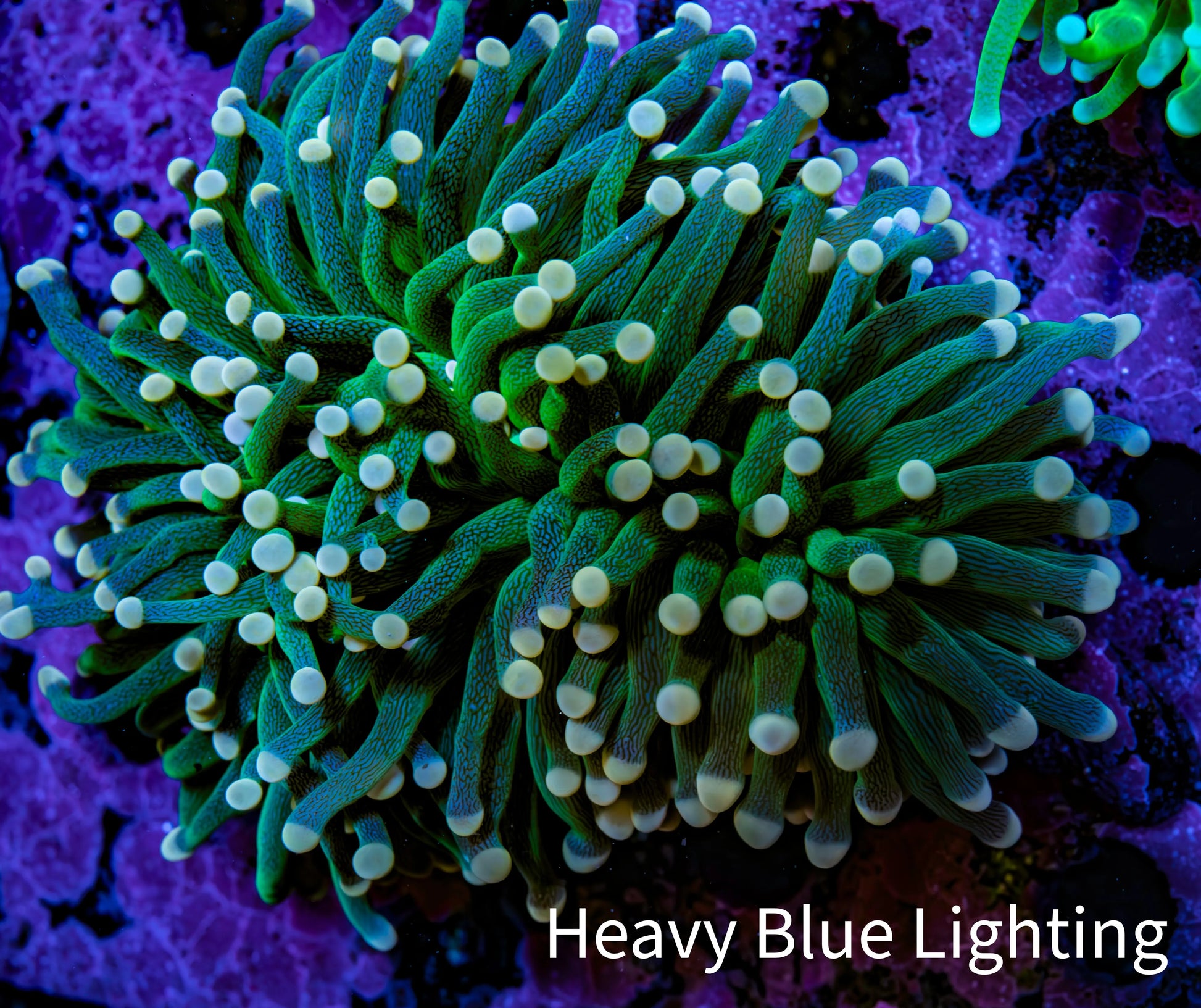 Ultra Orange Tip Torch Coral WYSIWYG 8cm Ultra Orange Tip Torch Coral WYSIWYG 8cm LPS Ultra Orange Tip Torch Coral WYSIWYG 8cm Zeo Box Reef