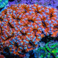Ultra Orange and Blue Acan Coral WYSIWYG 7cm B2R2B1 Ultra Orange and Blue Acan Coral WYSIWYG 7cm B2R2B1 LPS Coral Ultra Orange and Blue Acan Coral WYSIWYG 7cm B2R2B1 Zeo Box Reef