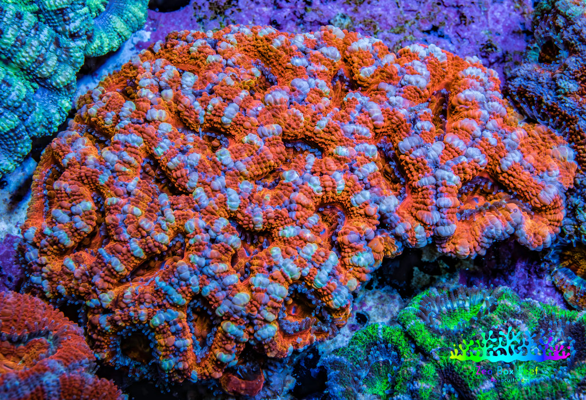 Ultra Orange and Blue Acan Coral WYSIWYG 7cm B2R2B1 Ultra Orange and Blue Acan Coral WYSIWYG 7cm B2R2B1 LPS Coral Ultra Orange and Blue Acan Coral WYSIWYG 7cm B2R2B1 Zeo Box Reef