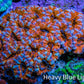 Ultra Orange and Blue Acan Coral WYSIWYG 7cm B2R2B1 Ultra Orange and Blue Acan Coral WYSIWYG 7cm B2R2B1 LPS Coral Ultra Orange and Blue Acan Coral WYSIWYG 7cm B2R2B1 Zeo Box Reef