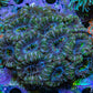Ultra Orange and Mint Green Acan Coral 7cm WYSIWYG A2R2B1 Ultra Orange and Mint Green Acan Coral 7cm WYSIWYG A2R2B1 LPS Coral Ultra Orange and Mint Green Acan Coral 7cm WYSIWYG A2R2B1 Zeo Box Reef