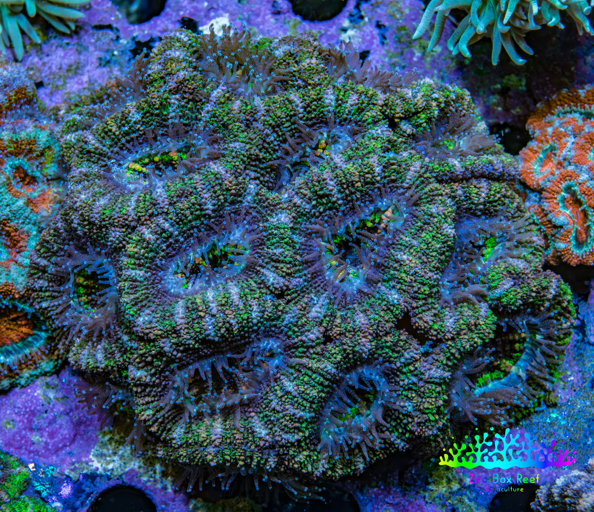 Ultra Orange and Mint Green Acan Coral 7cm WYSIWYG A2R2B1 Ultra Orange and Mint Green Acan Coral 7cm WYSIWYG A2R2B1 LPS Coral Ultra Orange and Mint Green Acan Coral 7cm WYSIWYG A2R2B1 Zeo Box Reef