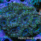 Ultra Orange and Mint Green Acan Coral 7cm WYSIWYG A2R2B1 Ultra Orange and Mint Green Acan Coral 7cm WYSIWYG A2R2B1 LPS Coral Ultra Orange and Mint Green Acan Coral 7cm WYSIWYG A2R2B1 Zeo Box Reef