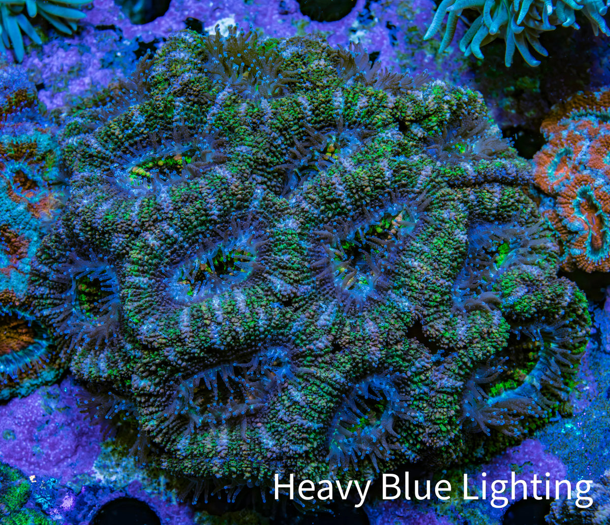 Ultra Orange and Mint Green Acan Coral 7cm WYSIWYG A2R2B1 Ultra Orange and Mint Green Acan Coral 7cm WYSIWYG A2R2B1 LPS Coral Ultra Orange and Mint Green Acan Coral 7cm WYSIWYG A2R2B1 Zeo Box Reef
