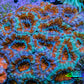 Ultra Orange and Mint Green Acan Coral WYSIWYG A1R2B1 Ultra Orange and Mint Green Acan Coral WYSIWYG A1R2B1 LPS Coral Ultra Orange and Mint Green Acan Coral WYSIWYG A1R2B1 Zeo Box Reef