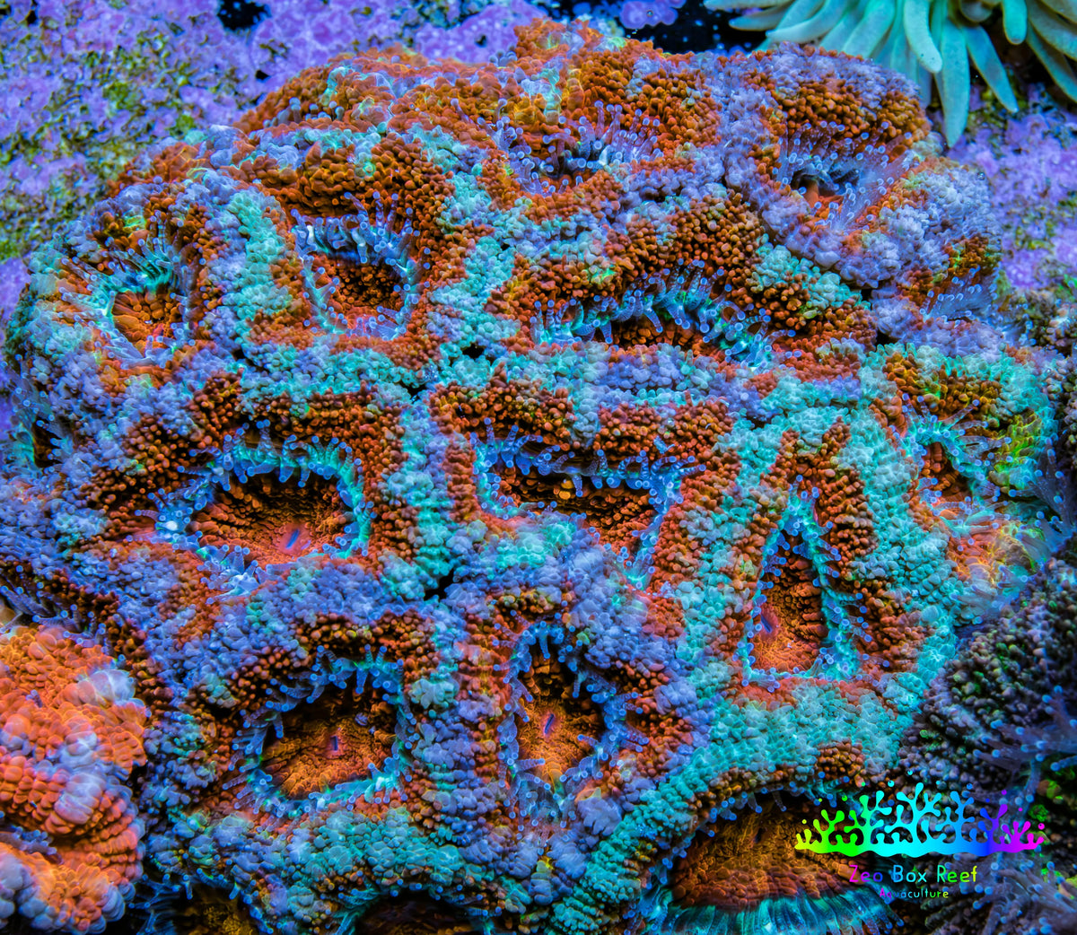 Ultra Orange and Mint Green Acan Coral WYSIWYG A1R2B1 Ultra Orange and Mint Green Acan Coral WYSIWYG A1R2B1 LPS Coral Ultra Orange and Mint Green Acan Coral WYSIWYG A1R2B1 Zeo Box Reef