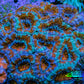 Ultra Orange and Mint Green Acan Coral WYSIWYG A1R2B1 Ultra Orange and Mint Green Acan Coral WYSIWYG A1R2B1 LPS Coral Ultra Orange and Mint Green Acan Coral WYSIWYG A1R2B1 Zeo Box Reef
