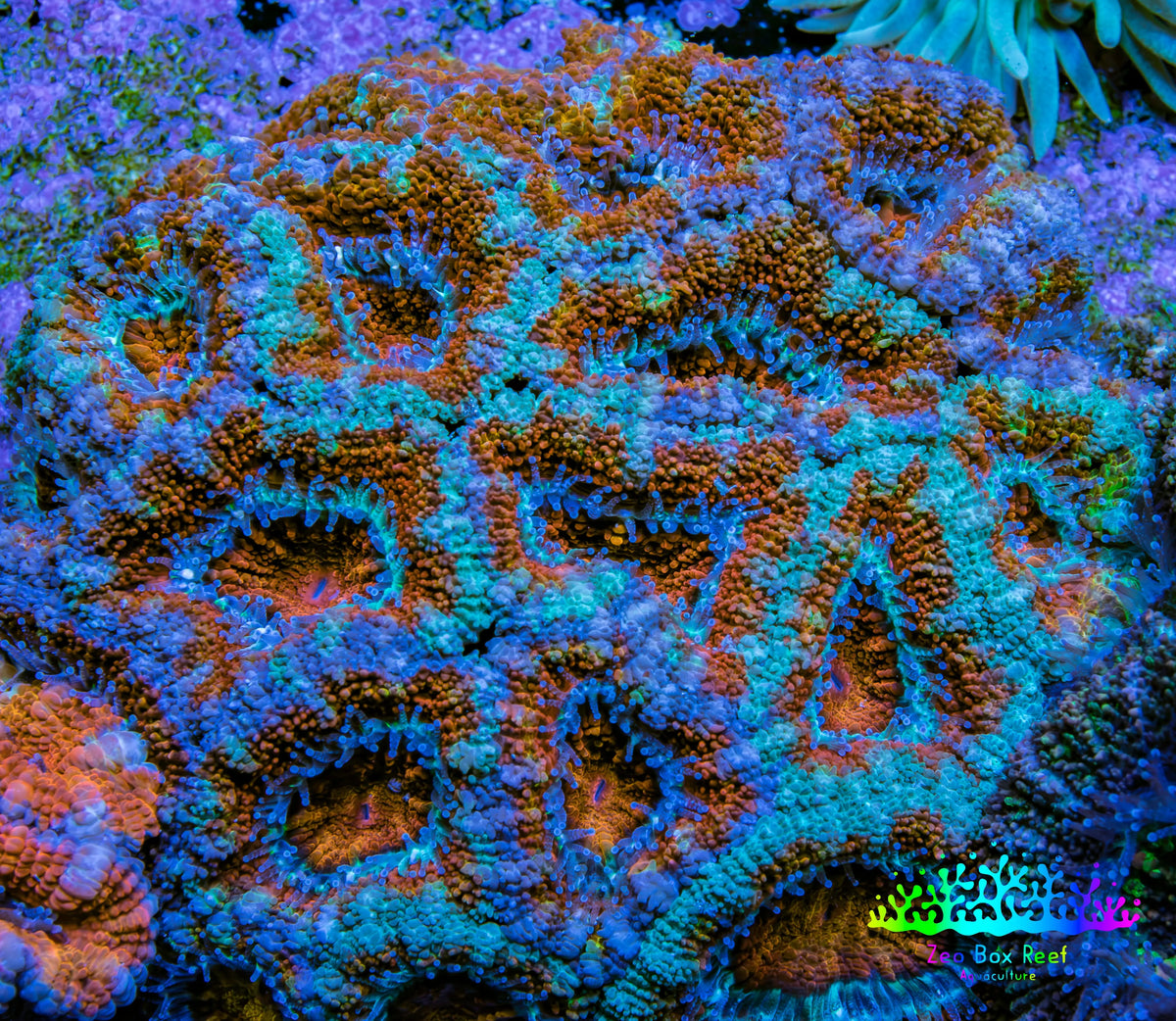 Ultra Orange and Mint Green Acan Coral WYSIWYG A1R2B1 Ultra Orange and Mint Green Acan Coral WYSIWYG A1R2B1 LPS Coral Ultra Orange and Mint Green Acan Coral WYSIWYG A1R2B1 Zeo Box Reef