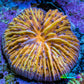 Ultra Orange and Yellow Fungia Coral WYSIWYG 2cm Ultra Orange and Yellow Fungia Coral WYSIWYG 2cm LPS Ultra Orange and Yellow Fungia Coral WYSIWYG 2cm Zeo Box Reef