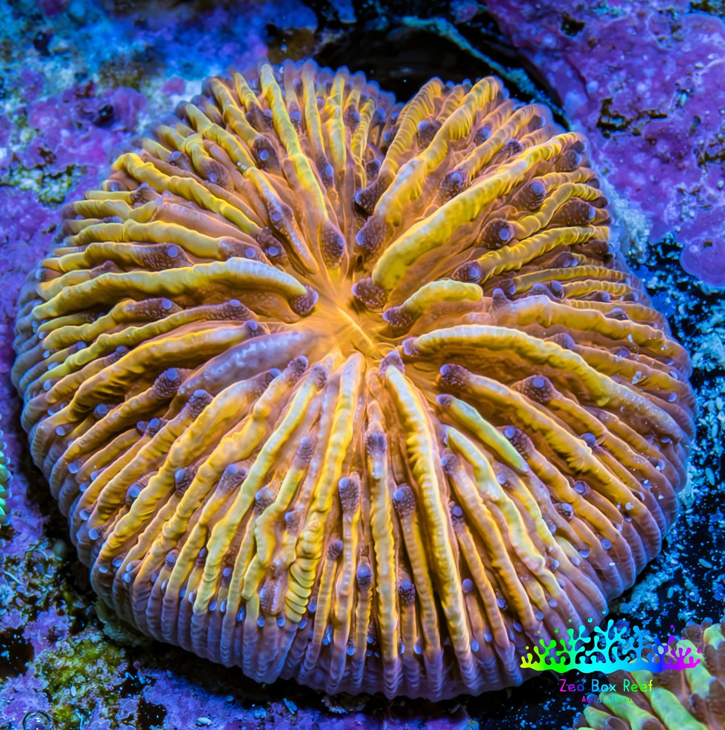 Ultra Orange and Yellow Fungia Coral WYSIWYG 2cm Ultra Orange and Yellow Fungia Coral WYSIWYG 2cm LPS Ultra Orange and Yellow Fungia Coral WYSIWYG 2cm Zeo Box Reef