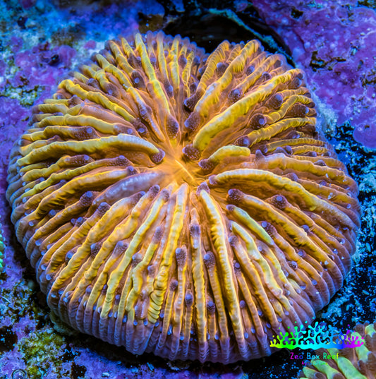 Ultra Orange and Yellow Fungia Coral WYSIWYG 2cm Ultra Orange and Yellow Fungia Coral WYSIWYG 2cm LPS Ultra Orange and Yellow Fungia Coral WYSIWYG 2cm Zeo Box Reef