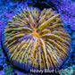 Ultra Orange and Yellow Fungia Coral WYSIWYG 2cm Ultra Orange and Yellow Fungia Coral WYSIWYG 2cm LPS Ultra Orange and Yellow Fungia Coral WYSIWYG 2cm Zeo Box Reef