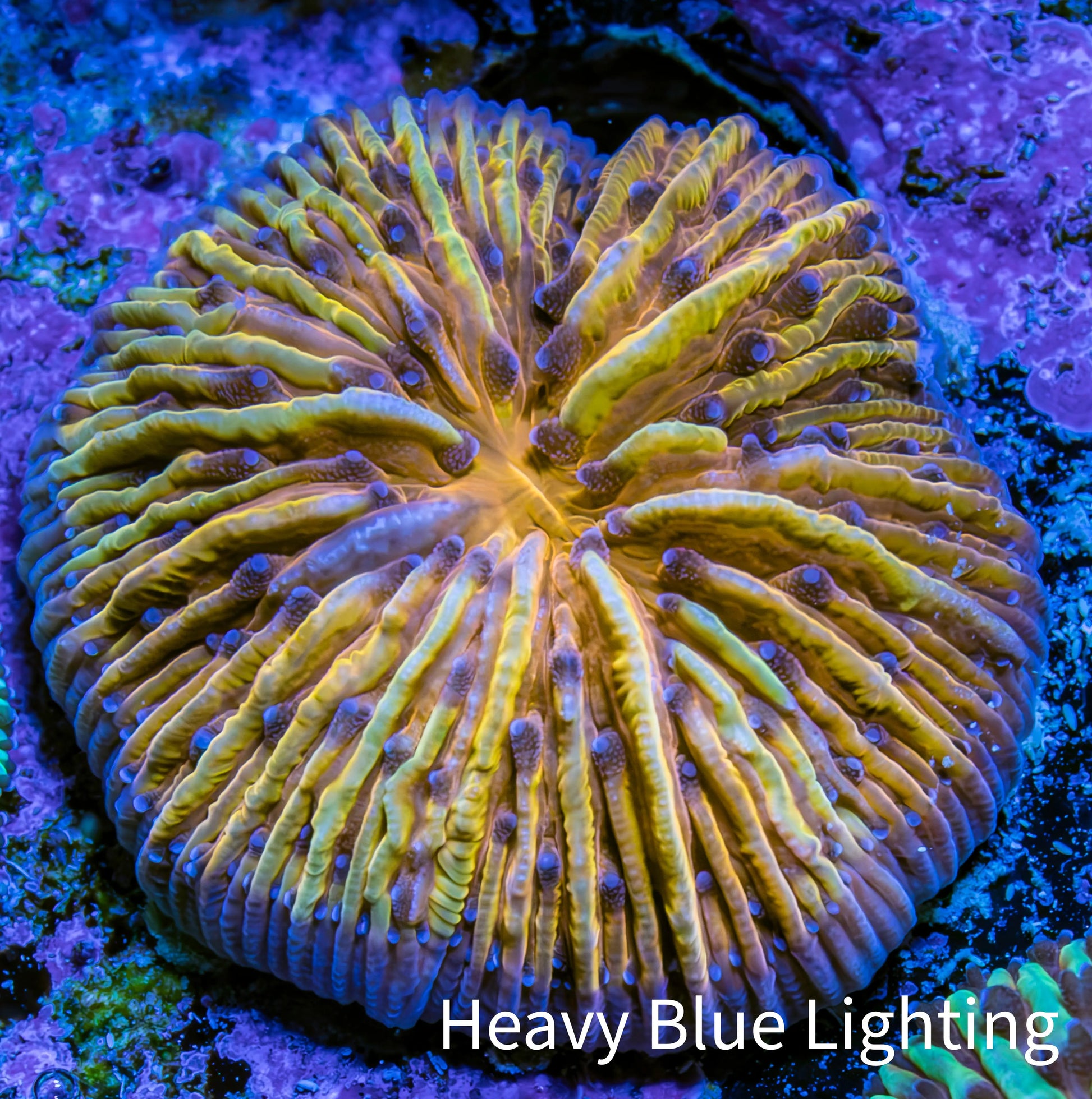 Ultra Orange and Yellow Fungia Coral WYSIWYG 2cm Ultra Orange and Yellow Fungia Coral WYSIWYG 2cm LPS Ultra Orange and Yellow Fungia Coral WYSIWYG 2cm Zeo Box Reef